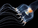 Replay Les souveraines des océans - Méduses