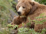 Replay Les ours bruns, colosses de l'Alaska
