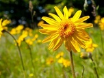 Replay Arnica, la reine des Vosges - GEO Reportage