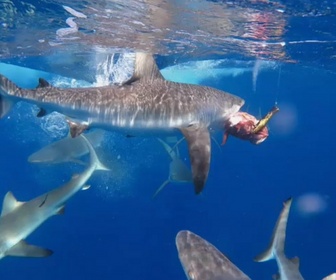 Replay Pêche XXL - S5E6 - Encerclé par les requins