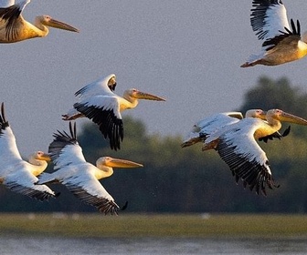 Replay Un paradis aux frontières de l'Europe - Le delta du Danube