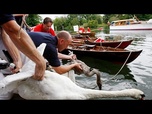 Replay Sur la Tamise, le Swan Upping protège les cygnes royaux du roi Charles III