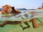 Replay Le royaume des animaux - Les singes qui voulaient voir la mer