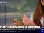 Replay Week-end première - Découvrez les sédums, ces plantes ultra-résistantes à la sécheresse