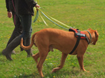 Replay Chiens et chats sans collier - Oublier la peur...