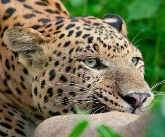 Replay La guerre du trône - Dynastie de léopards