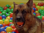 Replay Rex, chien flic - Le voyeur