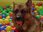 Replay Rex, chien flic