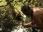 Replay Retour A L'instinct Primaire