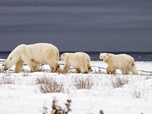 Replay Les mondes de glace - Espèces en voie d'adaptation
