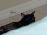 Replay Hell's cat : mon chat est un cauchemar - S5E11 - Reese l'éventreur