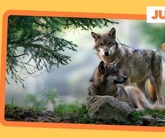 Replay Vivre avec les loups - ARTE Journal Junior