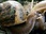 Replay Le royaume des animaux