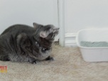 Replay Hell's cat : mon chat est un cauchemar - S5E7 - Miss Daisy harcelée
