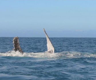 Replay La grande migration des poissons d'argent
