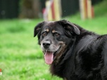 Replay Animaux à adopter - Lilipop la golden de laboratoire, Mayli la touchante setter anglaise