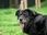 Replay Animaux à adopter