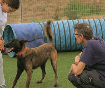 Replay Chiens et chats sans collier - Chiens de garde, chiens de vie