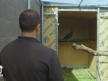 Replay Au cœur du zoo de New York - S2E8 - L'aigle a quitté le nid
