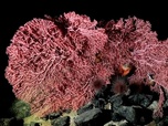 Replay ARTE Journal - Fonds marins : la guerre des abysses