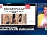 Replay Élément Terre, la quotidienne - Le zoo Vantara en Inde accusé d'importer illégalement des espèces protégées