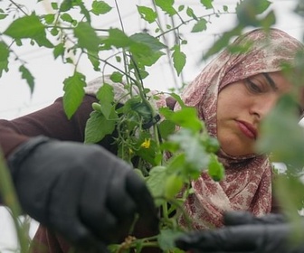 Replay Un écovillage palestinien face à son avenir - ARTE Regards