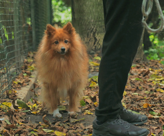 Replay Chiens et chats sans collier - Truffe froide, coeur chaud