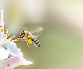 Replay Les abeilles, sentinelles de la planète