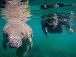 Replay Le royaume des animaux - Éloge des animaux lents