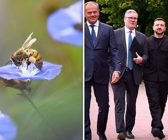Replay Les insectes disparaissent / L'Occident uni face à Poutine ? - 28 minutes