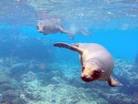 Replay Des Hautes Andes aux îles Galapagos - L'Équateur, au sommet de la biodiversité (2/2)