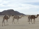 Replay Algérie, le désert - Fascinant Maghreb
