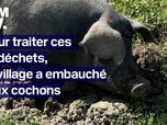 Replay TANGUY DE BFM - Pour respecter la loi, ce village donne ses biodéchets à deux cochons