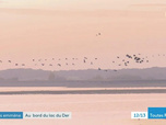 Replay Au bord du lac du Der