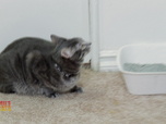 Replay Hell's cat : mon chat est un cauchemar - S5E7 - Miss Daisy harcelée