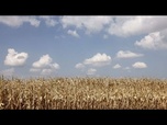Replay France : le conseil constitutionnel censure la réintroduction du pesticide acétamipride