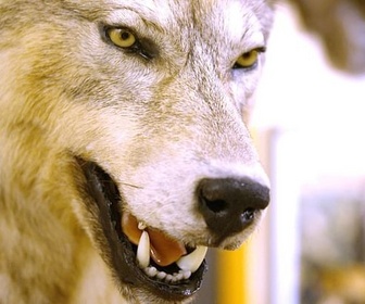 Replay Le loup, un animal qui dérange ? - ARTE Regards