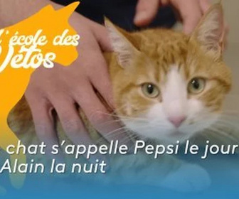 Replay A l'école des vétos - Ce chat s'appelle Pepsi le jour et Alain la nuit