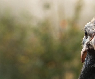 Replay Le goût du détail - Pintades