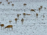 Replay Les animaux des hauts plateaux tibétains