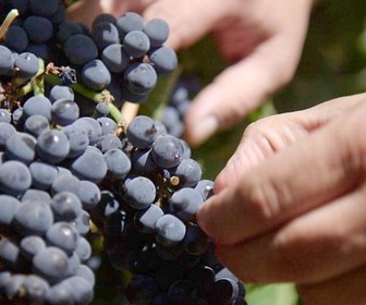 Replay Patagonie : les vignes du bout du monde - Des vignes et des hommes