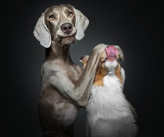 Replay Portraits de chiens - Le dessous des images