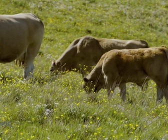 Replay Paysans du monde - Aubrac : Elevage