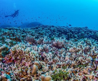 Replay Dans la profondeur des images sous-marines - Le dessous des images