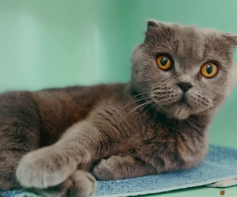 Animaux à adopter replay