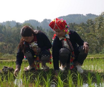 Replay Focus - Vietnam : face au dérèglement climatique, les Hmong en première ligne