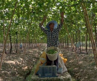 Replay Thaïlande : le vignoble des tropiques - Des vignes et des hommes