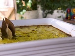 Replay Invitation au voyage - En Afrique du Sud, le gratin de viande épicée d'Anthula