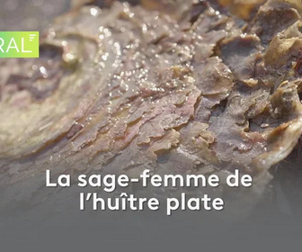 Replay Littoral - La sage-femme de l'huître plate