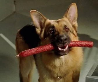 Replay Rex, chien flic - Le faux coupable